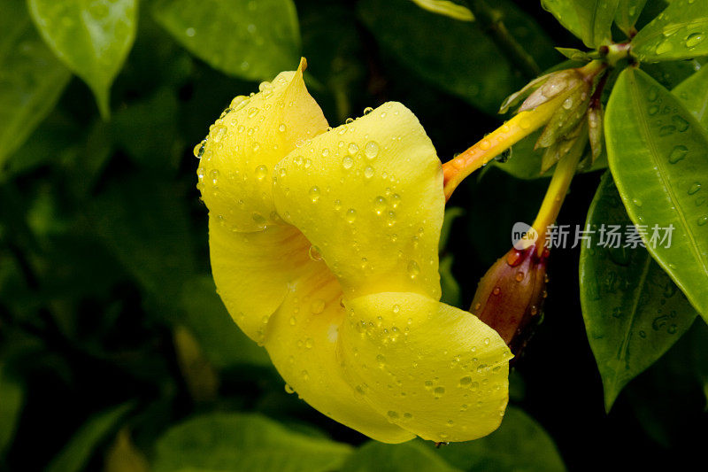 塔希提花- allamanda